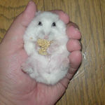 粟の穂を食べてニコリ