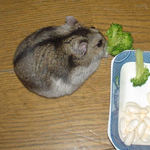 ブロッコリーを食べるユウキ