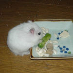 ブロッコリーを食べるアイ