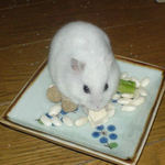 豆腐を食べるアイ