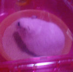 ケージの2階に居るアイ