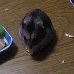 高野豆腐を食べるユウキ