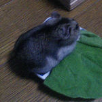 小松菜を食べるユウキ