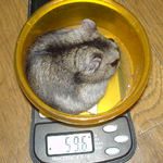 体重は先週と変わらず