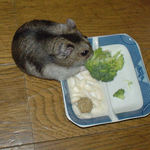 ブロッコリーを食べるユウキ