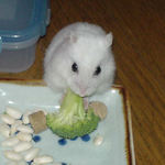 カメラ目線でブロッコリーを食べています。