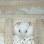 頭を乗せて休憩中