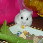 乾燥パインを食べているアイ