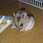 乾燥パパイヤを食べるユウキ