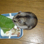 小松菜を食べるユウキ