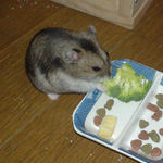 ブロッコリーに食いついているユウキ