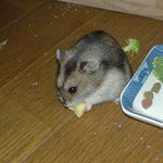 チーズを食べるユウキ