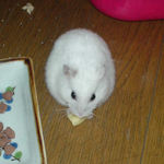 ハム用チーズを食べるアイ