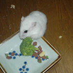 ブロッコリーを食べるアイ