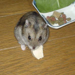 豆腐を食べるユウキ