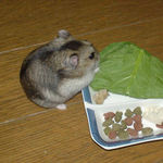 小松菜を食べるユウキ