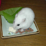 豆腐を食べるアイ