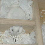 寝室で眠っているアイ