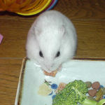 乾燥パパイヤを食べるアイ