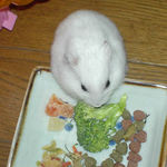 ブロッコリーを食べるアイ