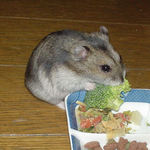 ブロッコリーを食べるユウキ