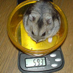 体重はあまり変化なし