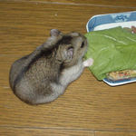 小松菜を食べるユウキ