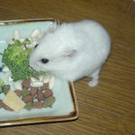 ブロッコリーに齧りついているアイ