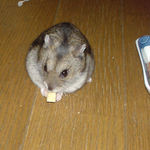 高野豆腐を食べるユウキ