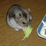 ブロッコリーを食べているユウキ