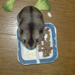 コブラってるユウキ