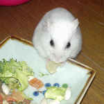 乾燥パインを食べるアイ