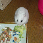 ブロッコリーに齧りついているアイ