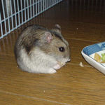 乾燥パインを食べているユウキ