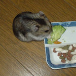 ブロッコリーに齧りついているユウキ