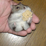 まだまだ、食べています