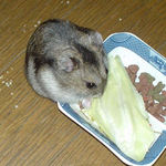 キャベツを食べるユウキ