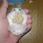 アイも粟の穂に夢中