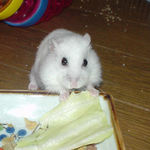 カメラ目線でキャベツ食べてます