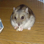 蒸鶏ささみを食べるユウキ