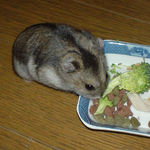 ブロッコリーを食べるユウキ