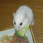 ブロッコリーに齧りついているアイ