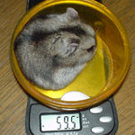 体重はあまり変わらず