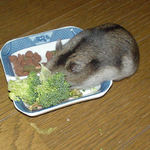 エサ皿をあさっているユウキ