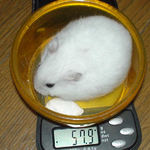 体重はあまり変化なし。