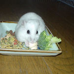 ちびっこクロワッサンに齧りつくアイ