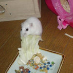 キャベツを引っ張り出そうとしているアイ