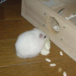 諦めて、その場で食べています