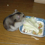 キャベツを食べるユウキ