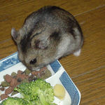 蕎麦の実を吸い込むユウキ